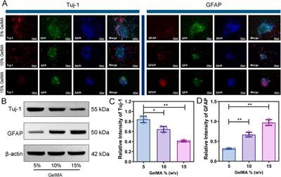 Co-culturing neural and bone mesenchymal stem cells in photosensitive hydrogel enhances spinal cord injury repair